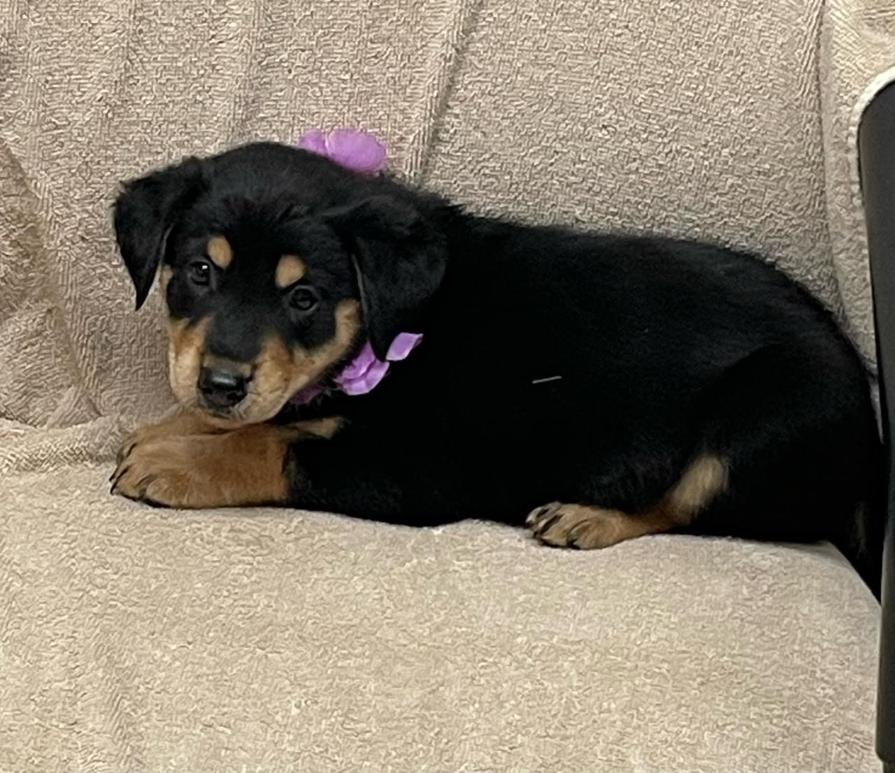 Jasmine, Adopted, Puppy Female Mixed Breed.