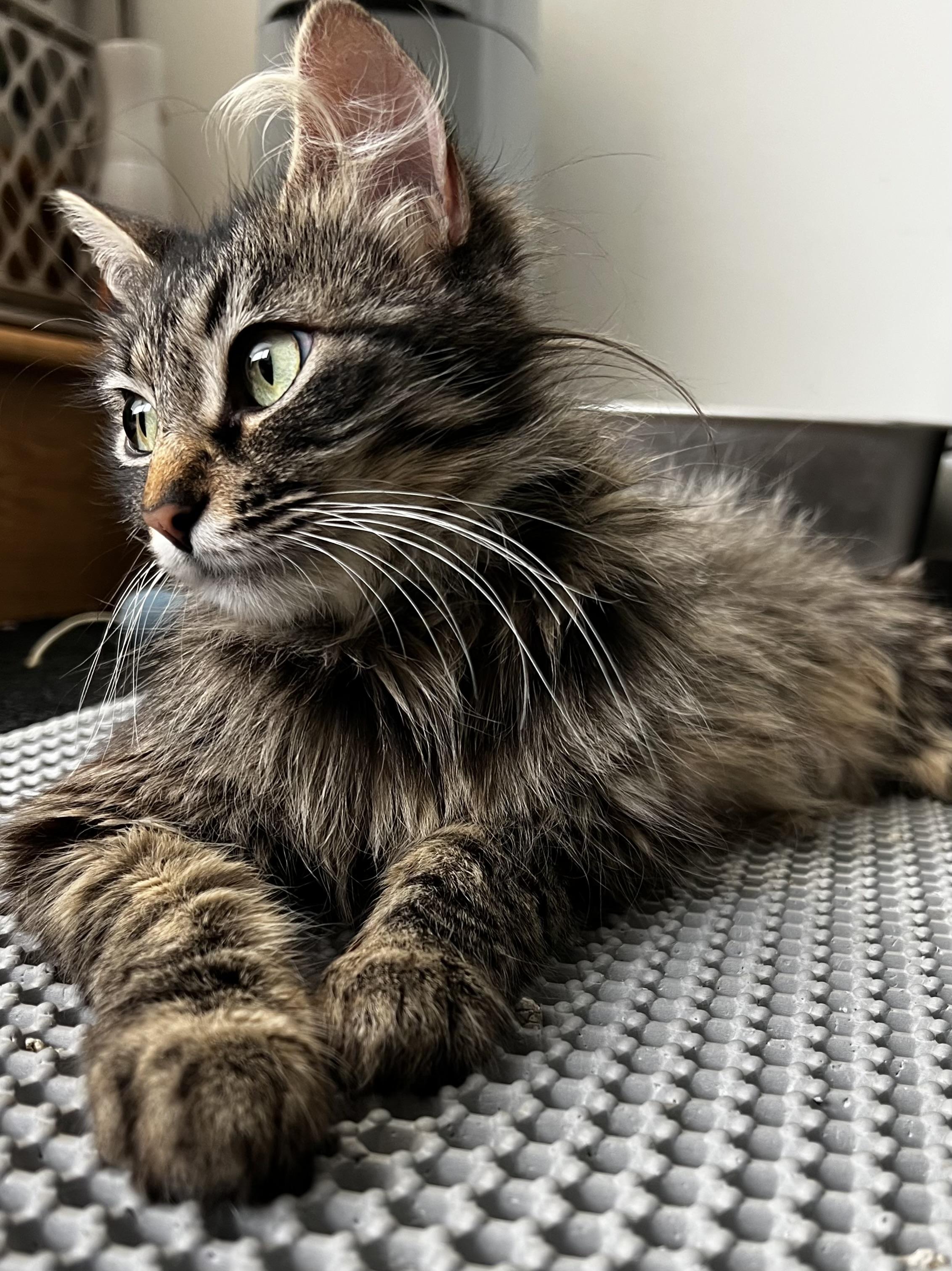 Clover, a ADOPTABLE mixed breed in Santa Monica, CA image 3/4