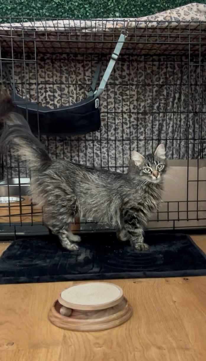 Clover, ADOPTABLE, Adult Female Domestic Long Hair & Tabby.