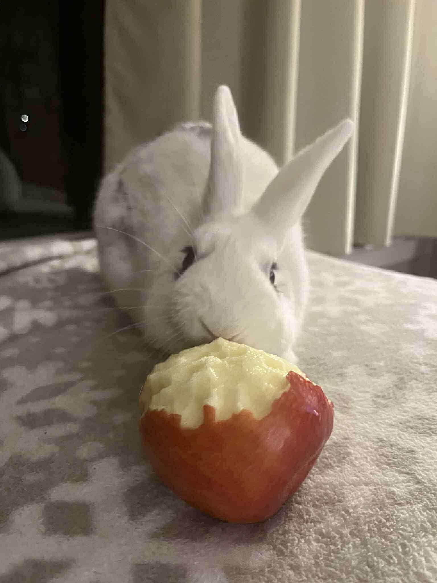 Bugs, a Adoptable Dutch in Blue Bell, PA image 2/6