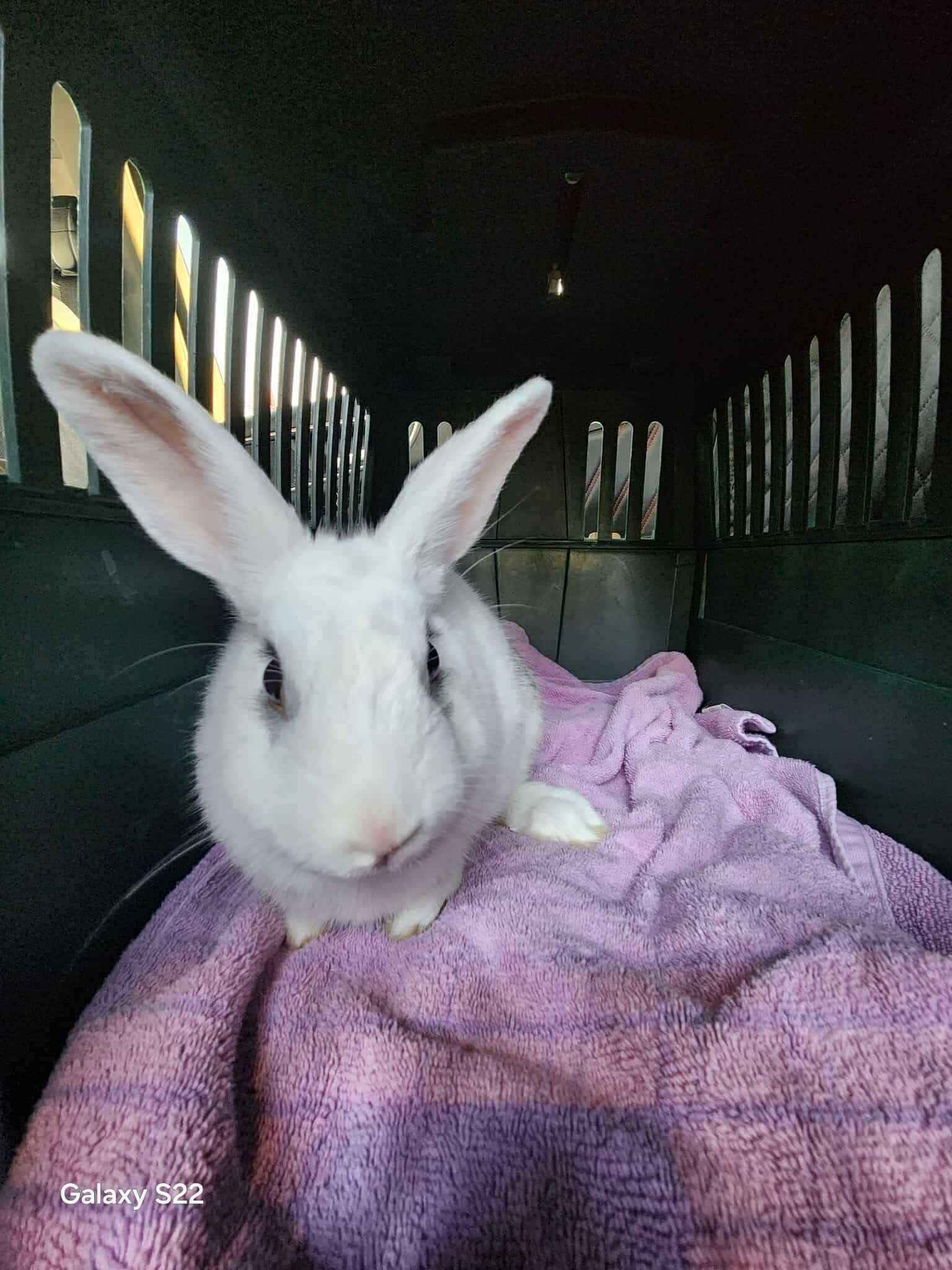 Bugs, Adoptable, Adult Male Dutch.