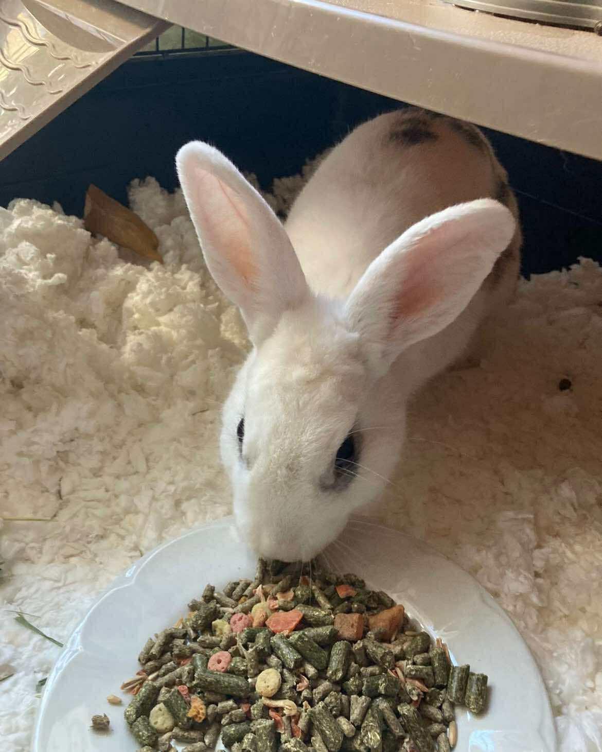 Bugs, a Adoptable Dutch in Blue Bell, PA image 3/6