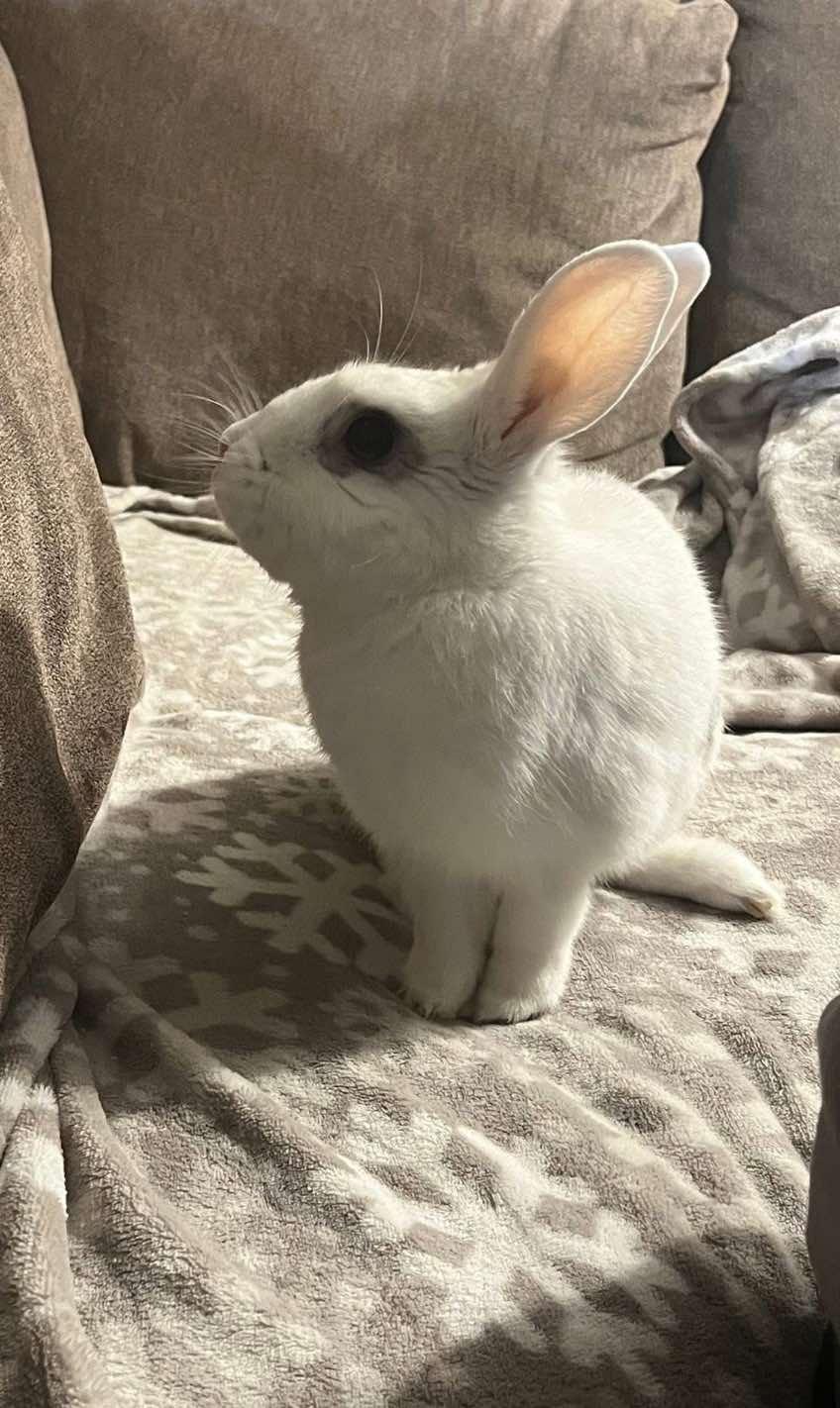 Bugs, a Adoptable Dutch in Blue Bell, PA image 6/6