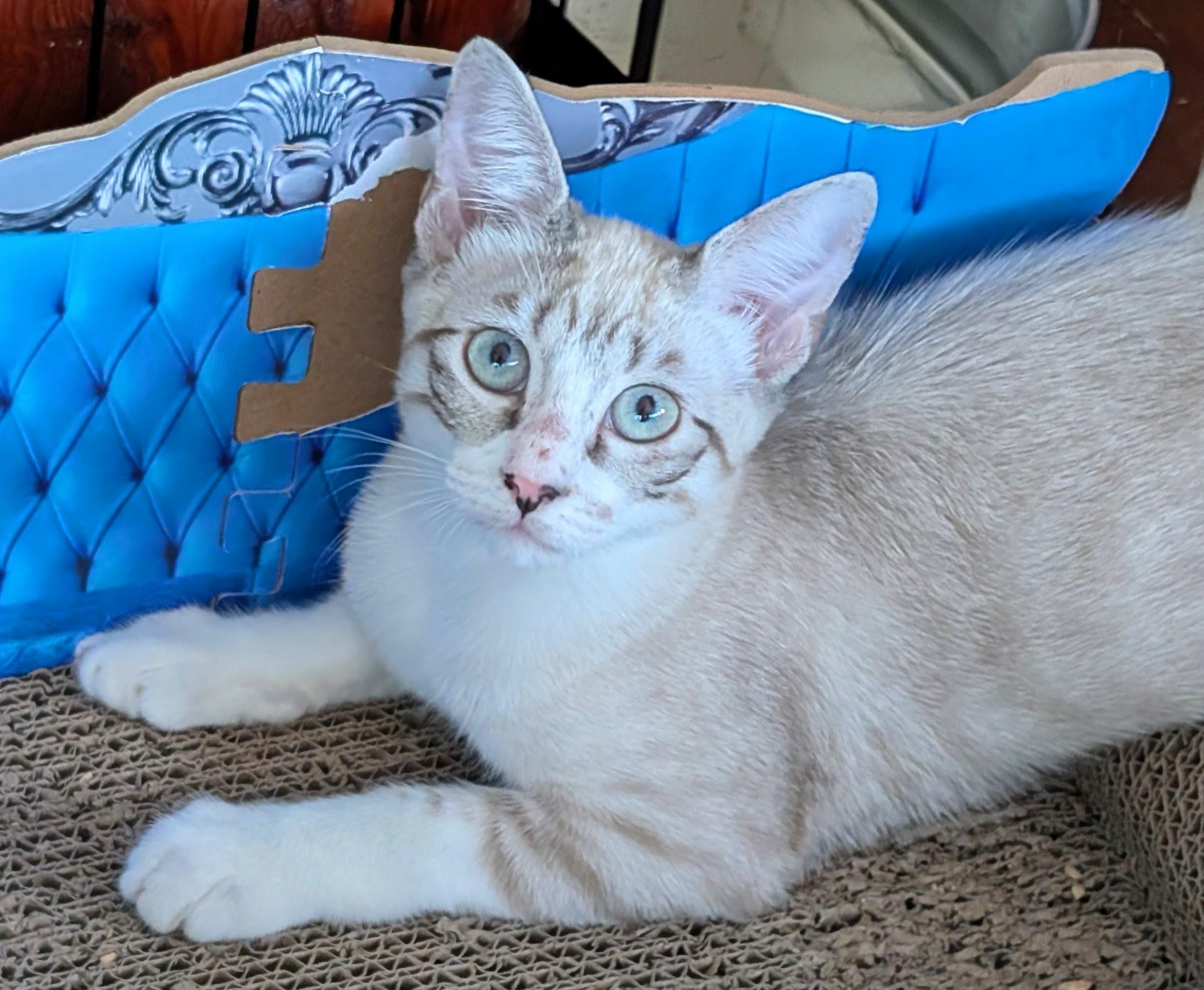 Rebel, an adopted Siamese in San Diego, CA image 1/3
