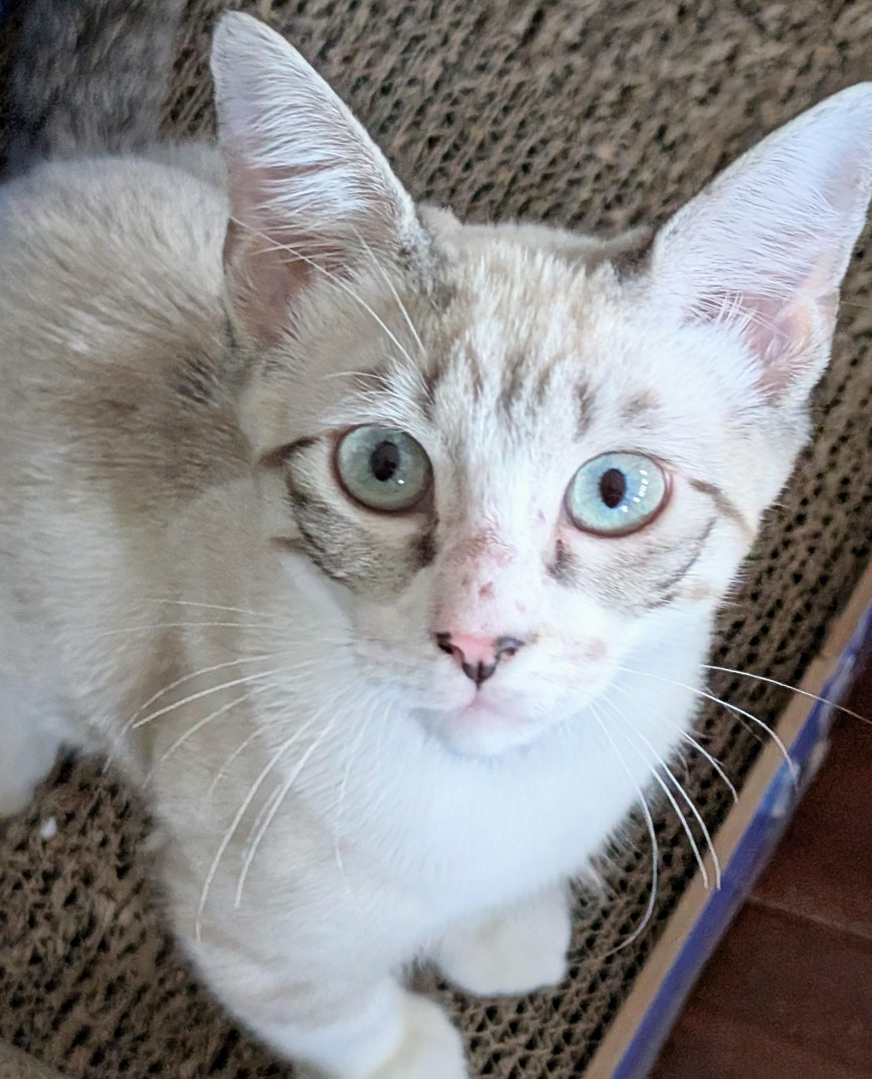 Rebel, an adopted Siamese in San Diego, CA image 3/3