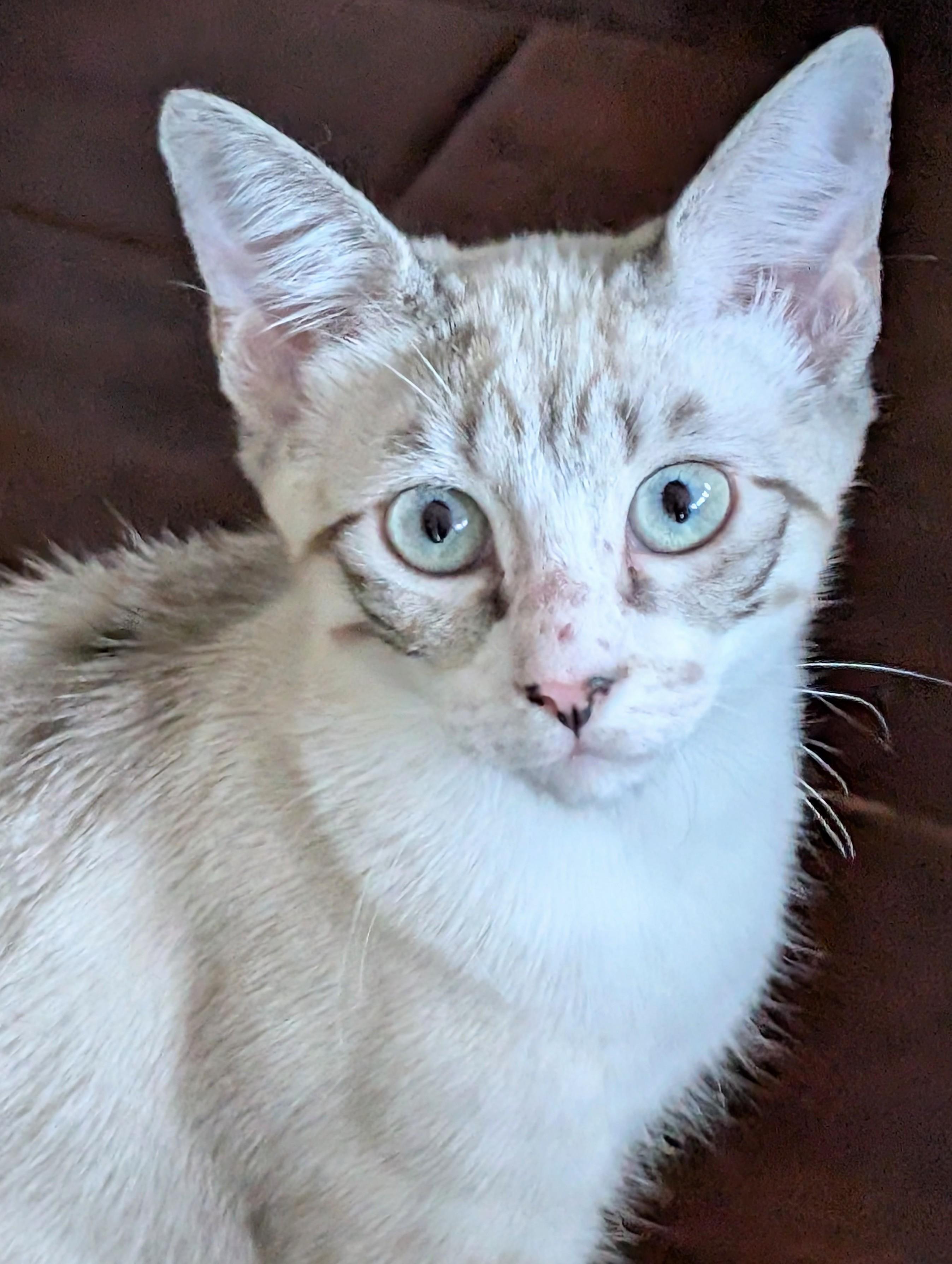 Rebel, an adopted Siamese in San Diego, CA image 2/3