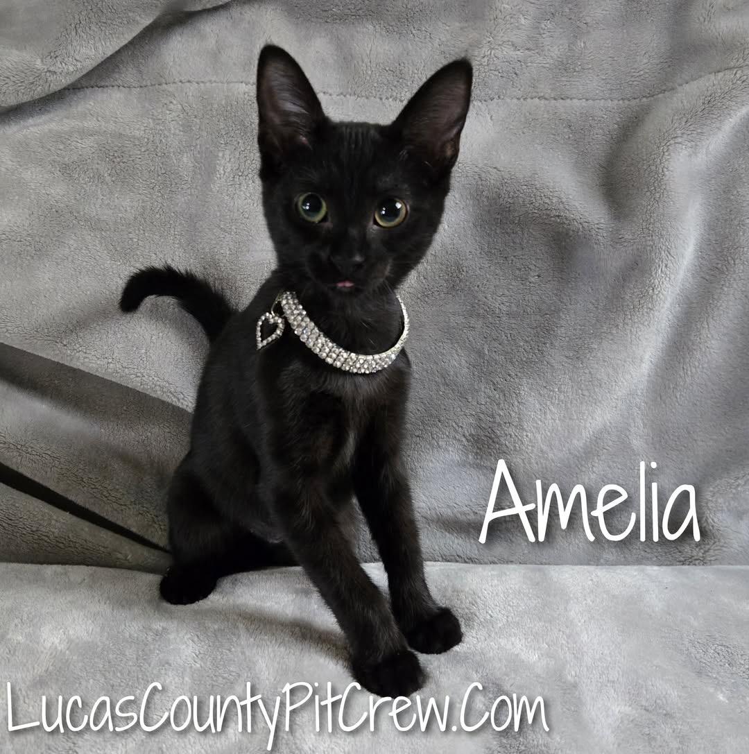 Amelia
