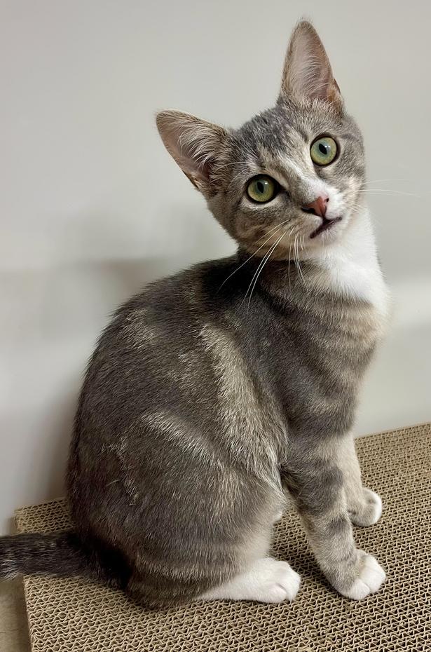 Millie, Adoptable, Kitten Female Domestic Short Hair & Tabby.