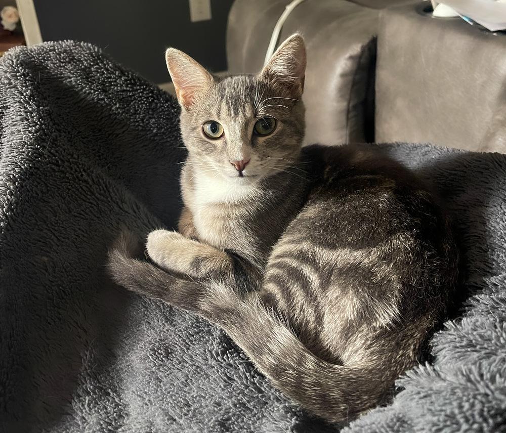 Enlarge Millie, a Adoptable mixed breed in Wendell, NC image 2/6