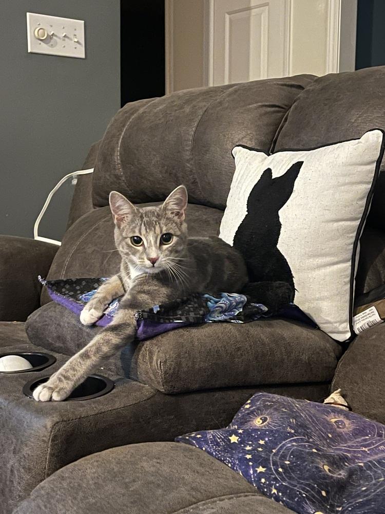 Enlarge Millie, a Adoptable mixed breed in Wendell, NC image 3/6