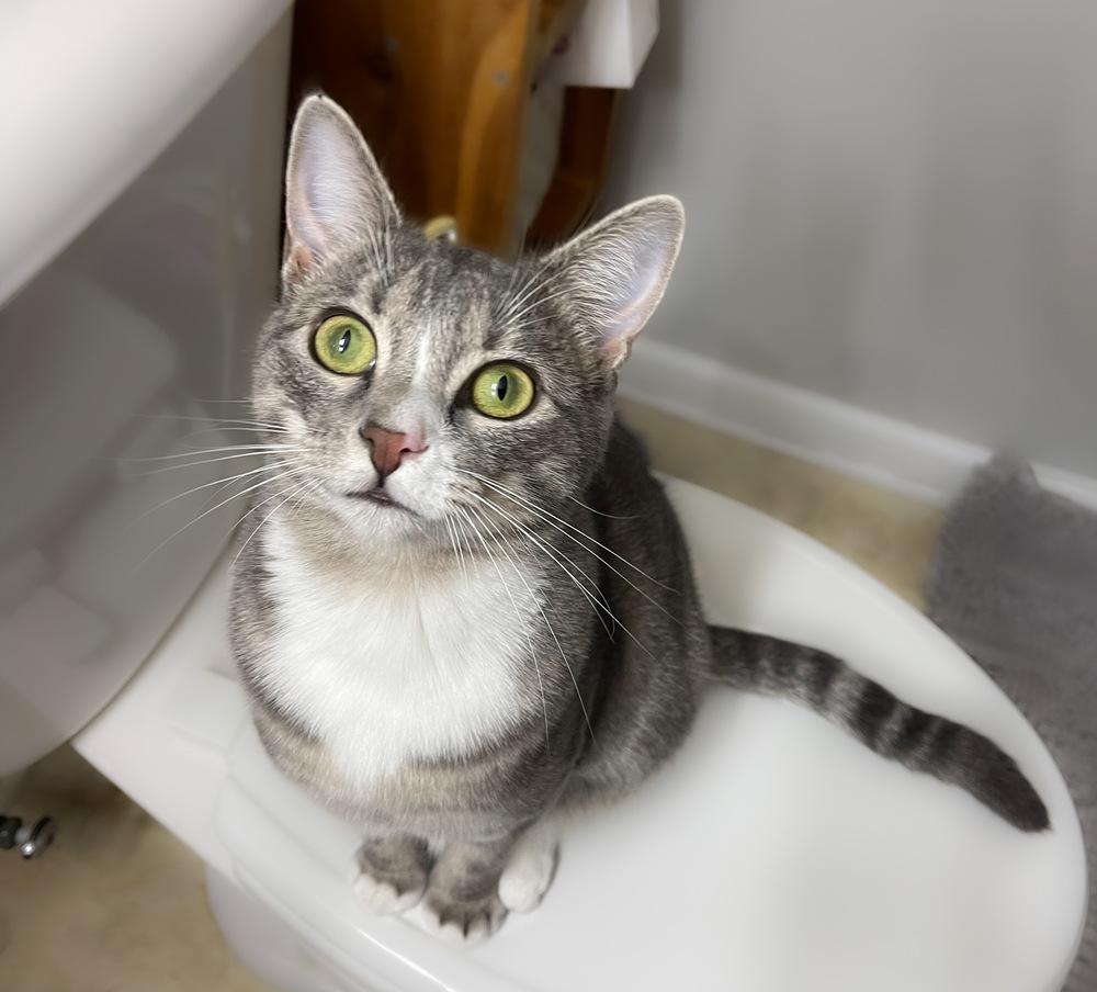 Enlarge Millie, a Adoptable mixed breed in Wendell, NC image 4/6