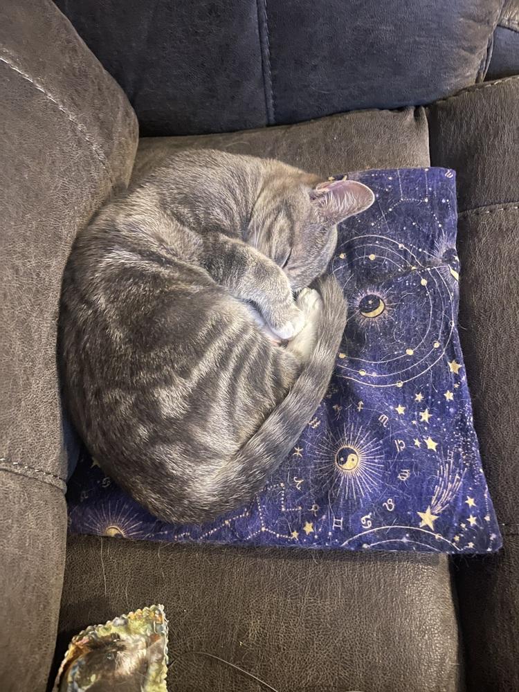 Enlarge Millie, a Adoptable mixed breed in Wendell, NC image 5/6