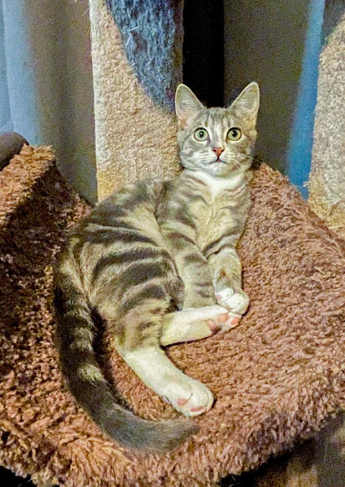 Enlarge Millie, a Adoptable mixed breed in Wendell, NC image 6/6