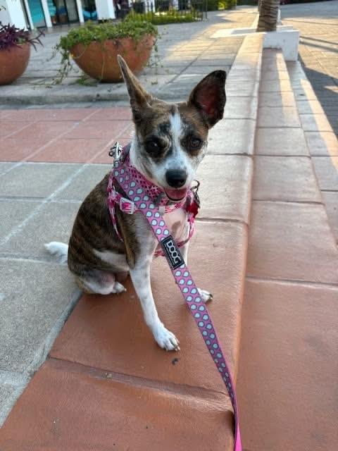LADY, Adopted, Young Female Chihuahua & Rat Terrier.