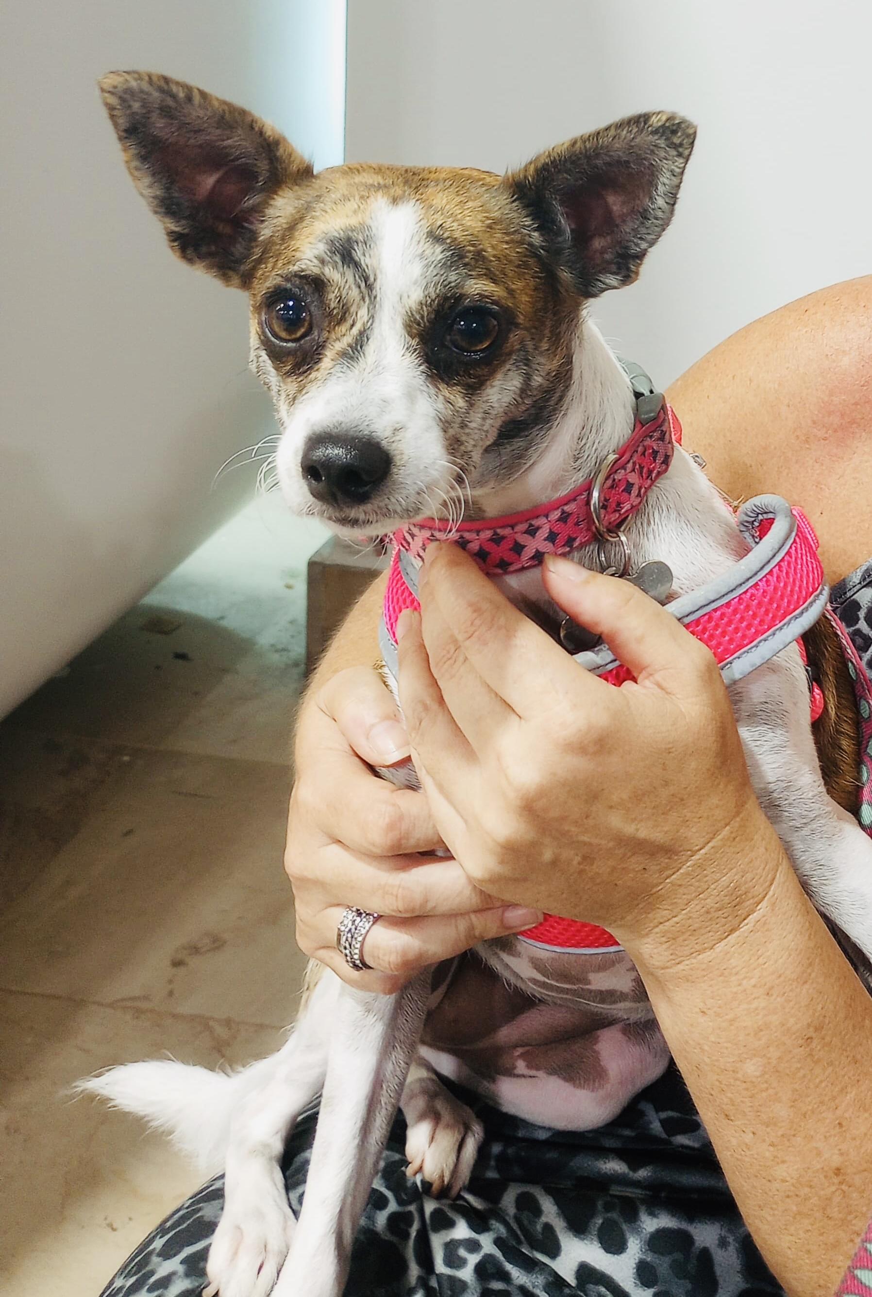 Enlarge LADY, a Adopted mixed breed in North Kingstown, RI image 5/6