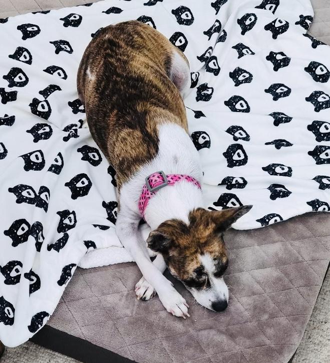 Enlarge LADY, a Adopted mixed breed in North Kingstown, RI image 6/6