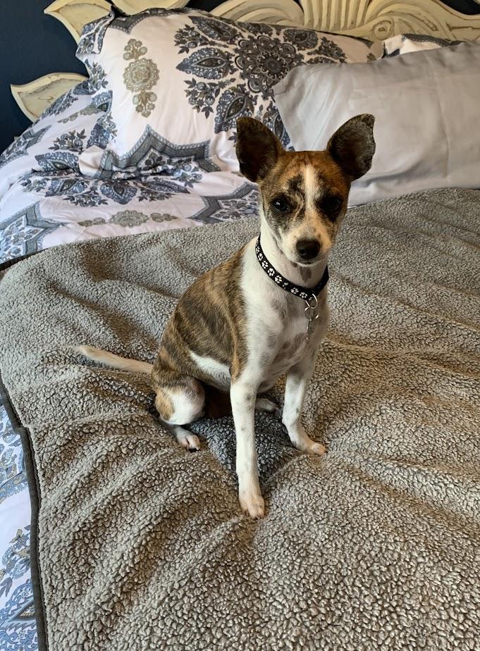 Enlarge LADY, a Adopted mixed breed in North Kingstown, RI image 3/6