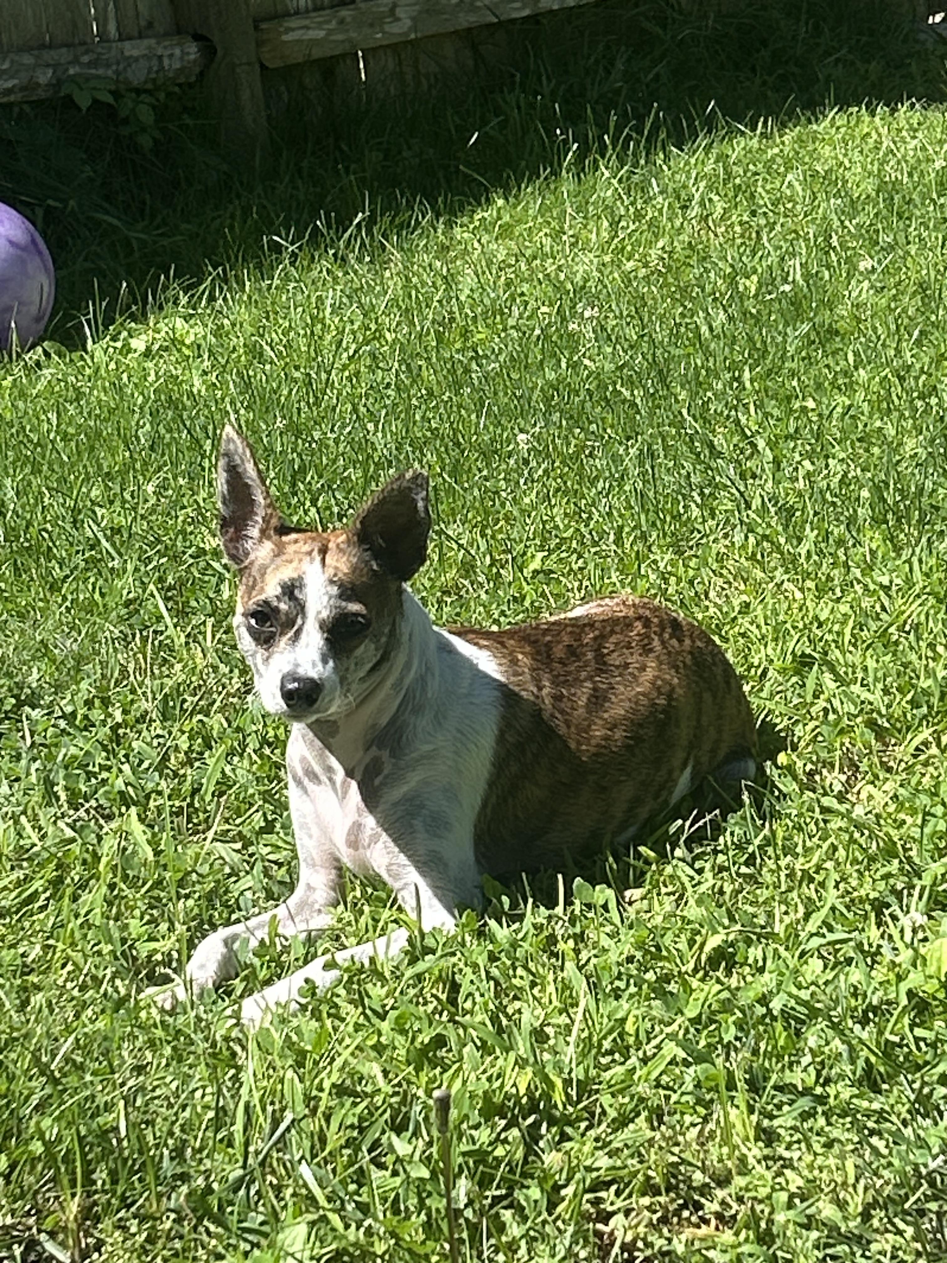 Enlarge LADY, a Adopted mixed breed in North Kingstown, RI image 4/6