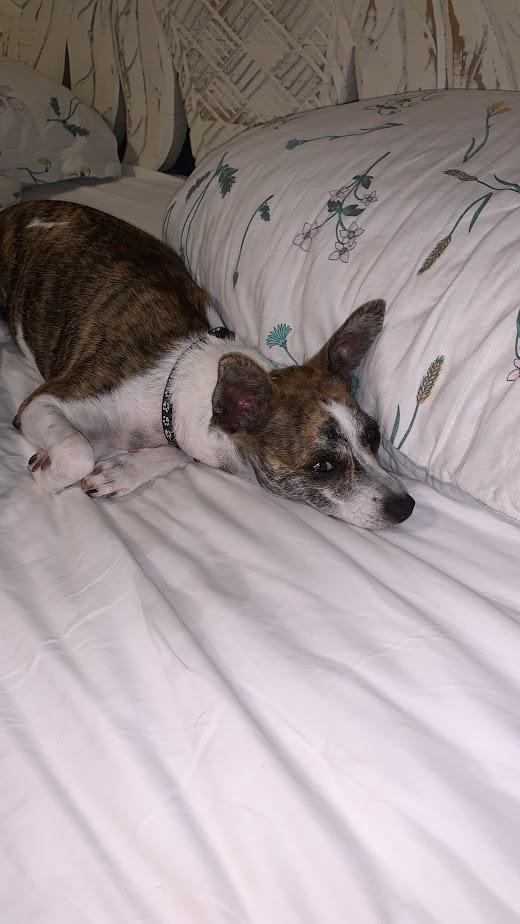 Enlarge LADY, a Adopted mixed breed in North Kingstown, RI image 2/6