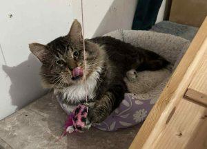 Lynx, Adoptable, Adult Male Domestic Long Hair.