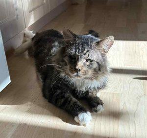 Lynx, a Adoptable Domestic Long Hair in Wasilla, AK image 2/2