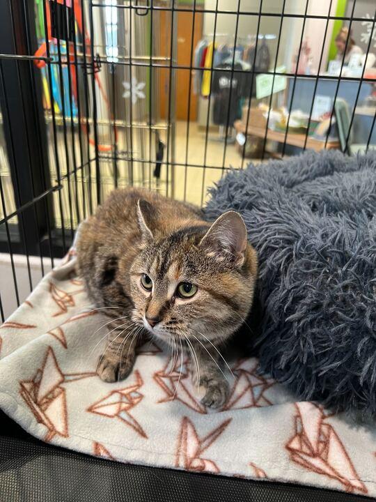 Enlarge Cheep, an adopted Domestic Medium Hair in Jackson, MI image 3/4