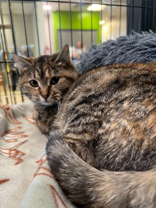 Enlarge Cheep, an adopted Domestic Medium Hair in Jackson, MI image 2/4