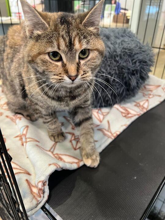 Enlarge Cheep, an adopted Domestic Medium Hair in Jackson, MI image 4/4