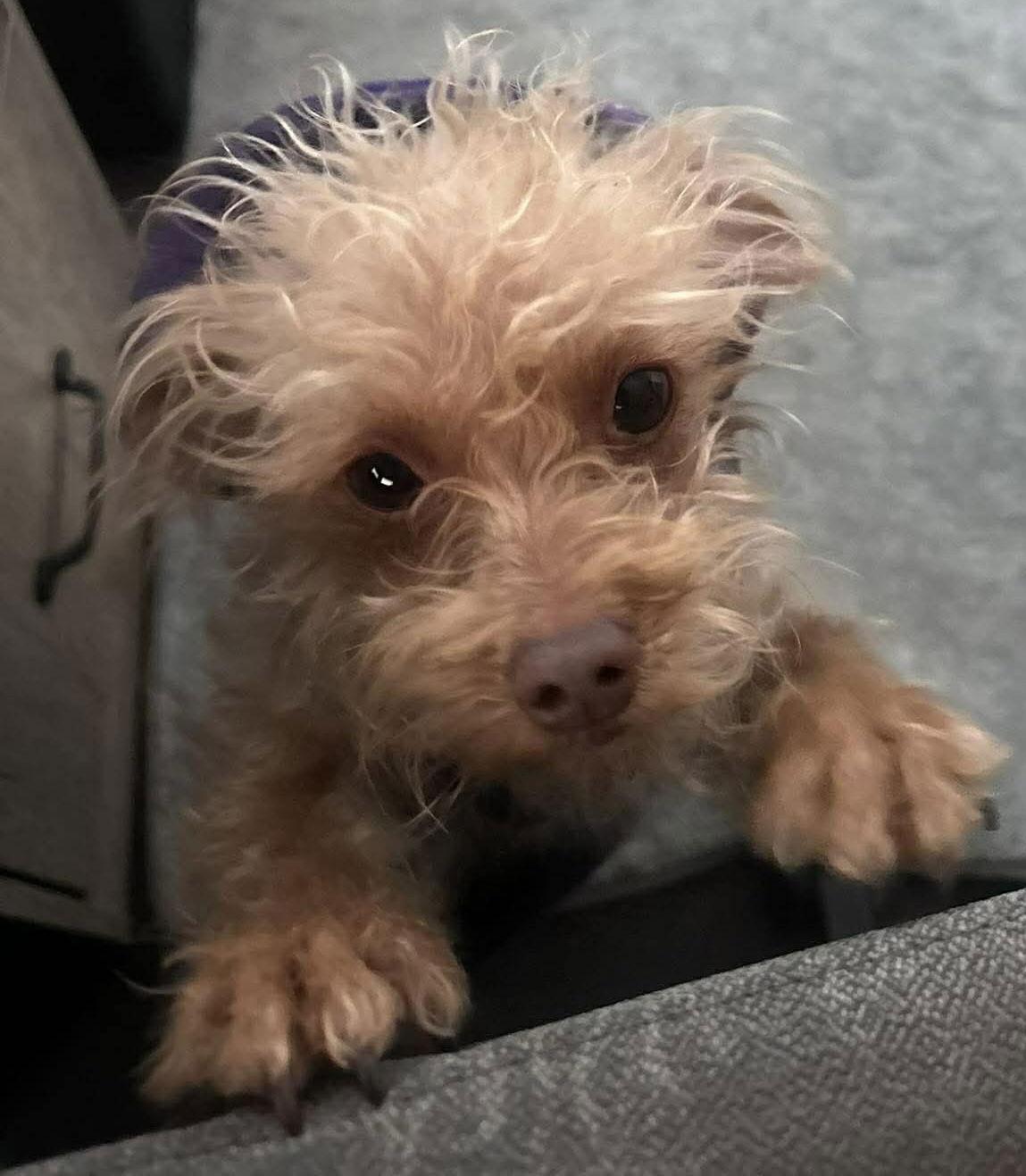 Dobie, Adoptable, Adult Male Terrier.