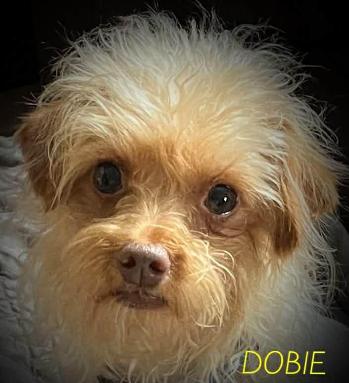 Enlarge Dobie, a Adoptable Terrier in Pomfret Center, CT image 2/3
