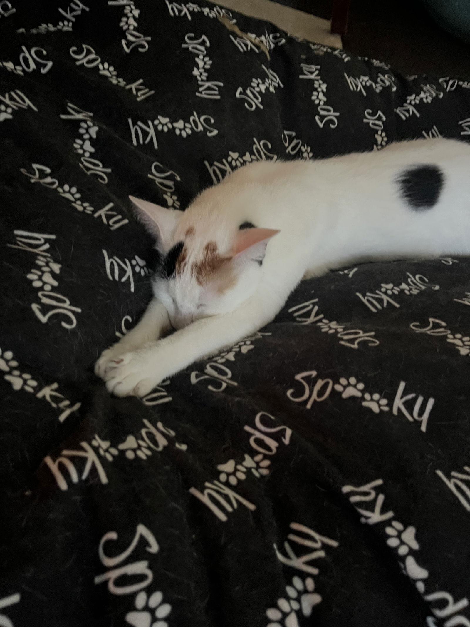 Eve, Adoptable, Young Female Domestic Short Hair.