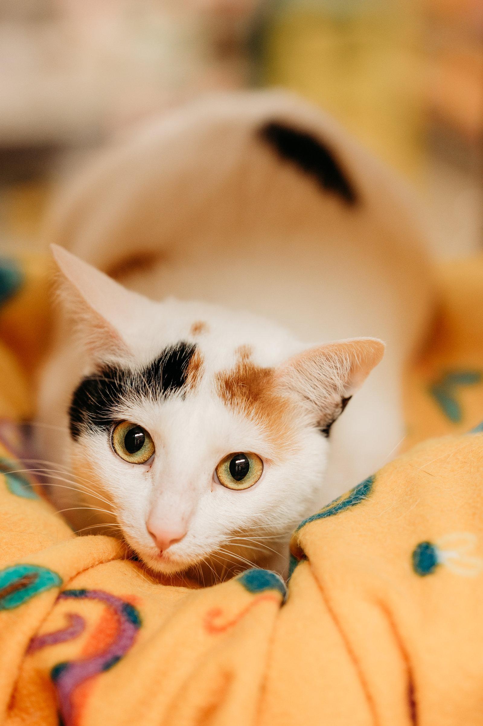 Enlarge Eve, a Adoptable Domestic Short Hair in McKinney, TX image 1/3