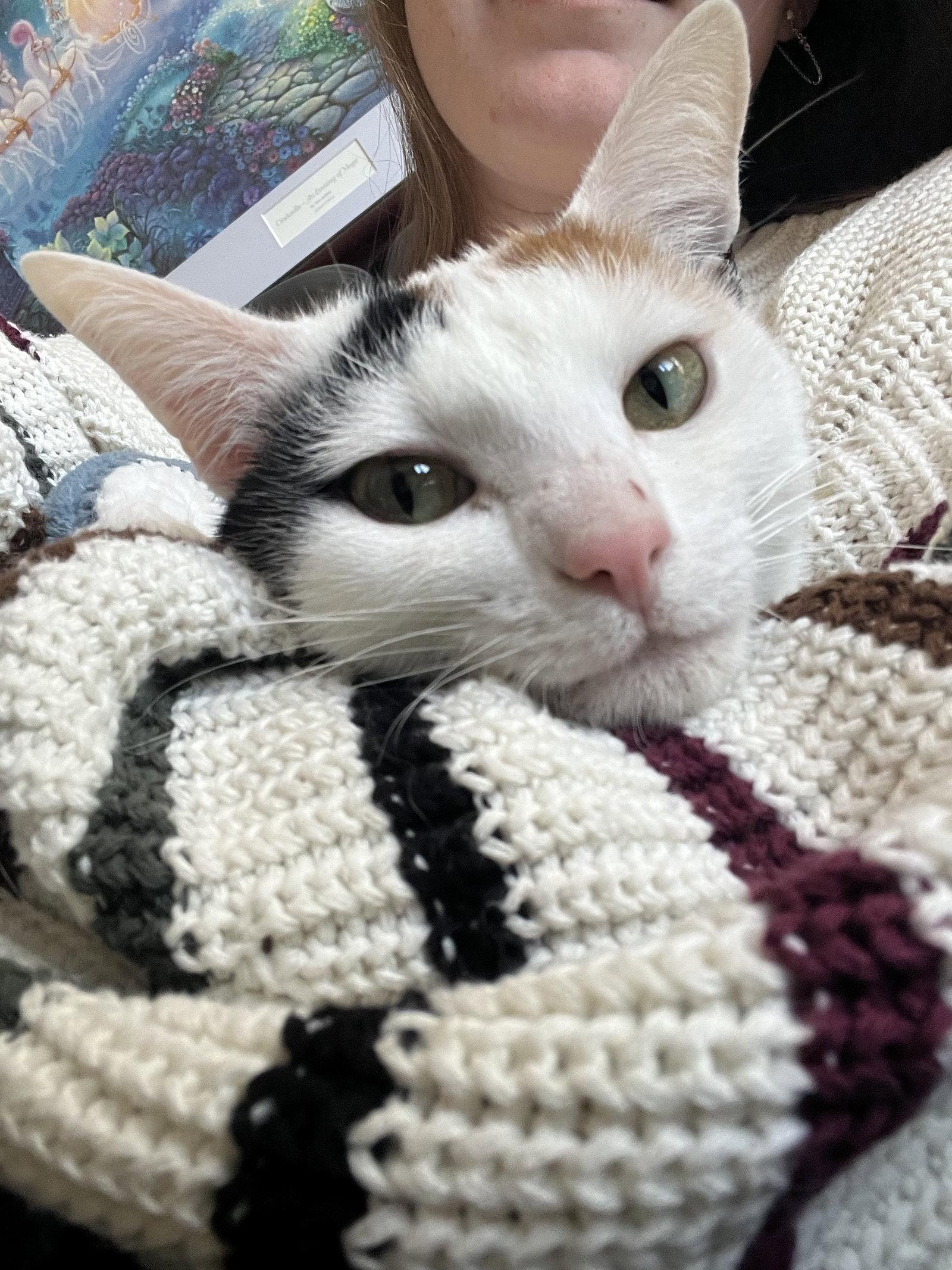 Enlarge Eve, a Adoptable Domestic Short Hair in McKinney, TX image 2/3