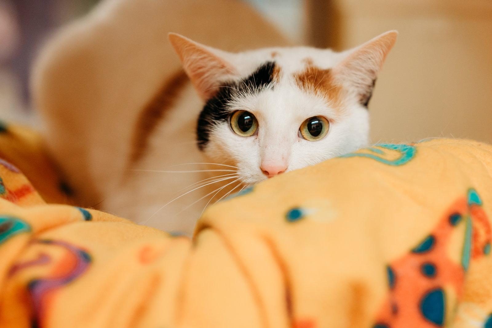 Enlarge Eve, a Adoptable Domestic Short Hair in McKinney, TX image 2/3