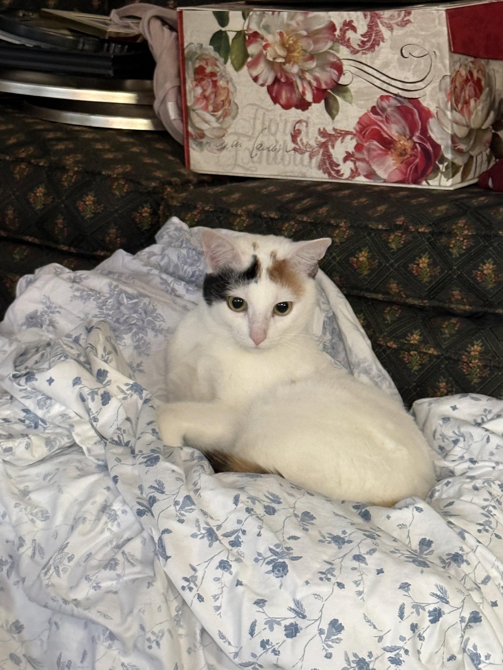 Enlarge Eve, a Adoptable Domestic Short Hair in McKinney, TX image 3/3