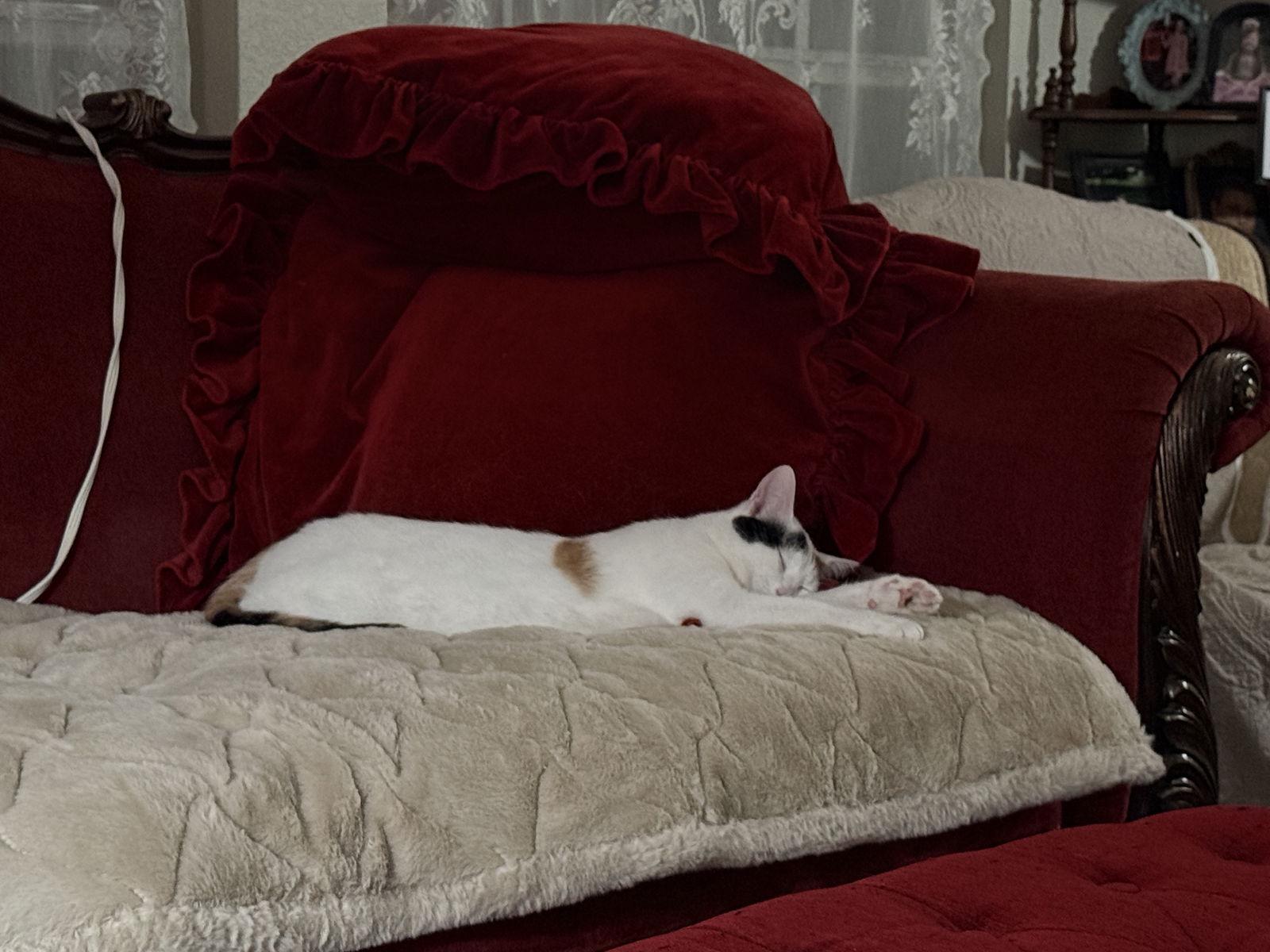 Enlarge Eve, a Adoptable Domestic Short Hair in McKinney, TX image 2/3