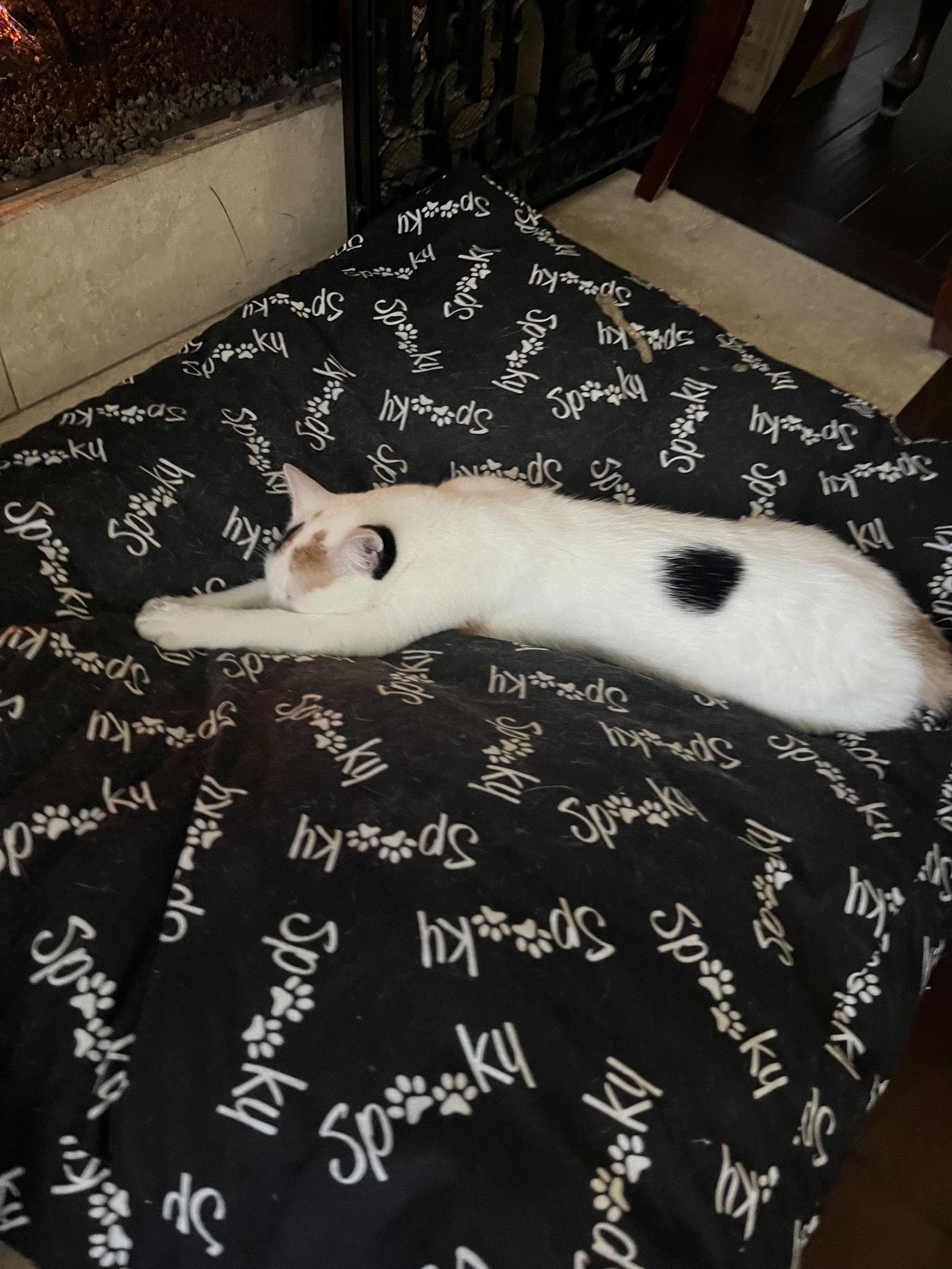 Enlarge Eve, a Adoptable Domestic Short Hair in McKinney, TX image 3/3