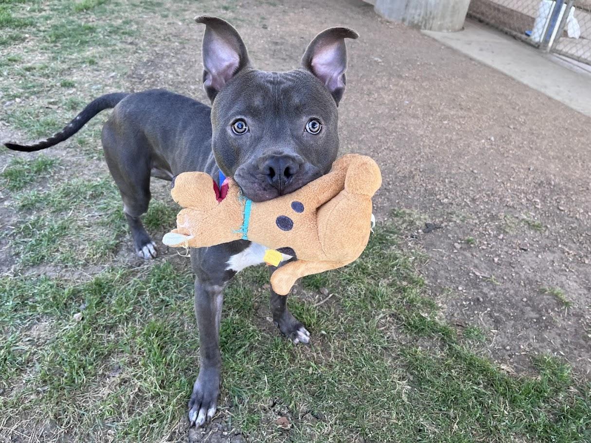 King* A216165, a ADOPTABLE mixed breed in Plano, TX image 3/6