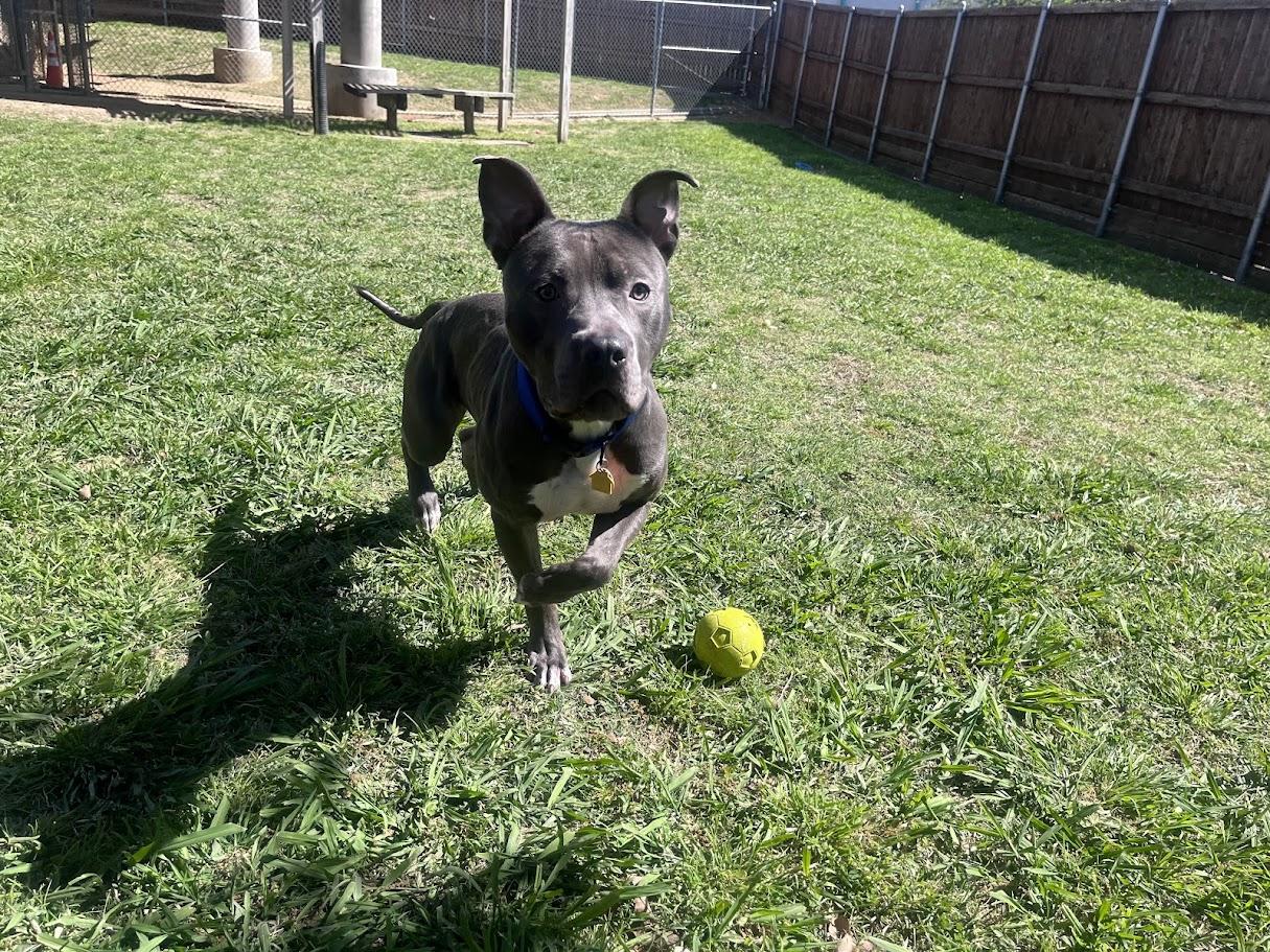 King* A216165, a ADOPTABLE mixed breed in Plano, TX image 4/6