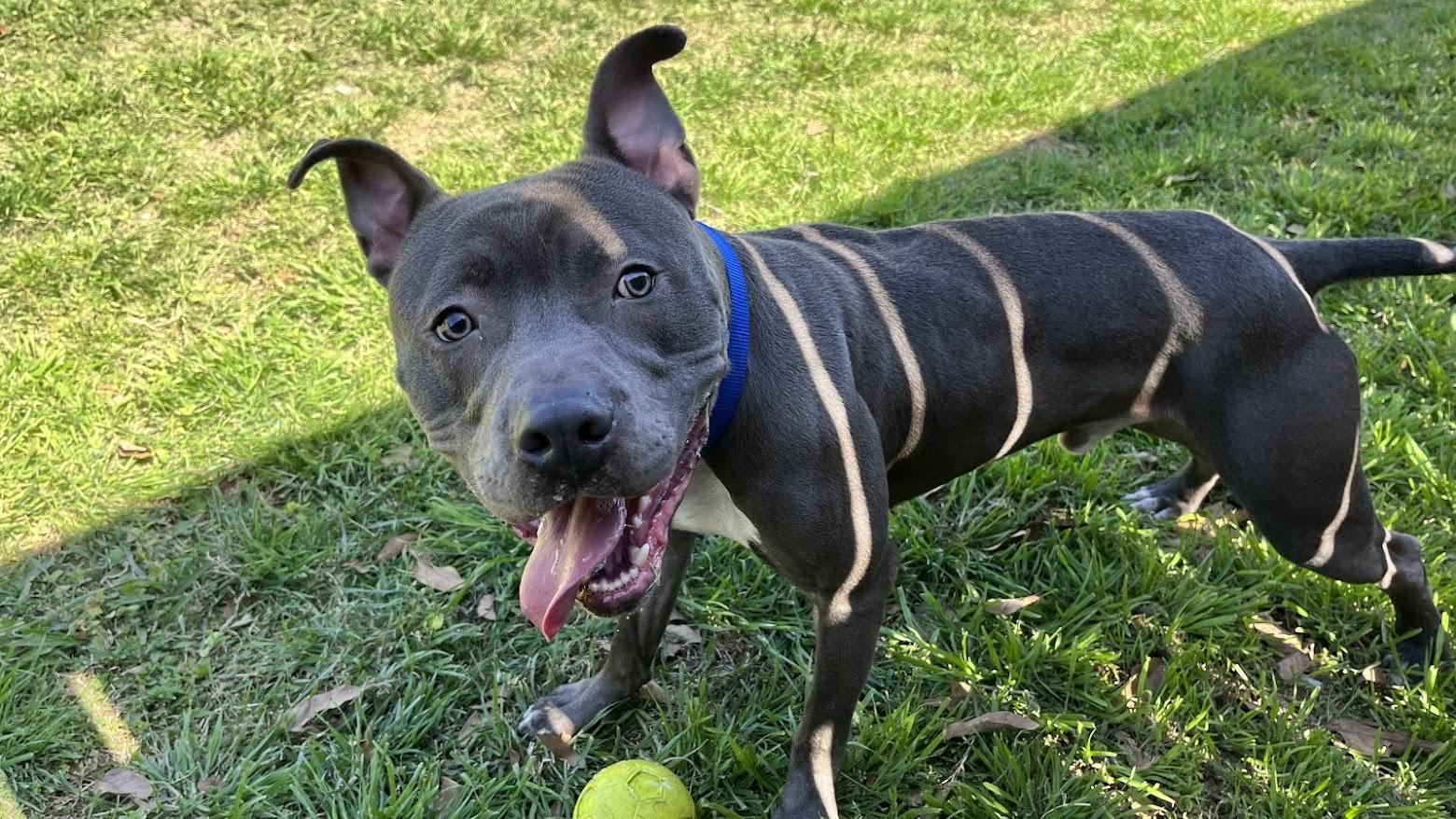 King* A216165, a ADOPTABLE mixed breed in Plano, TX image 5/6