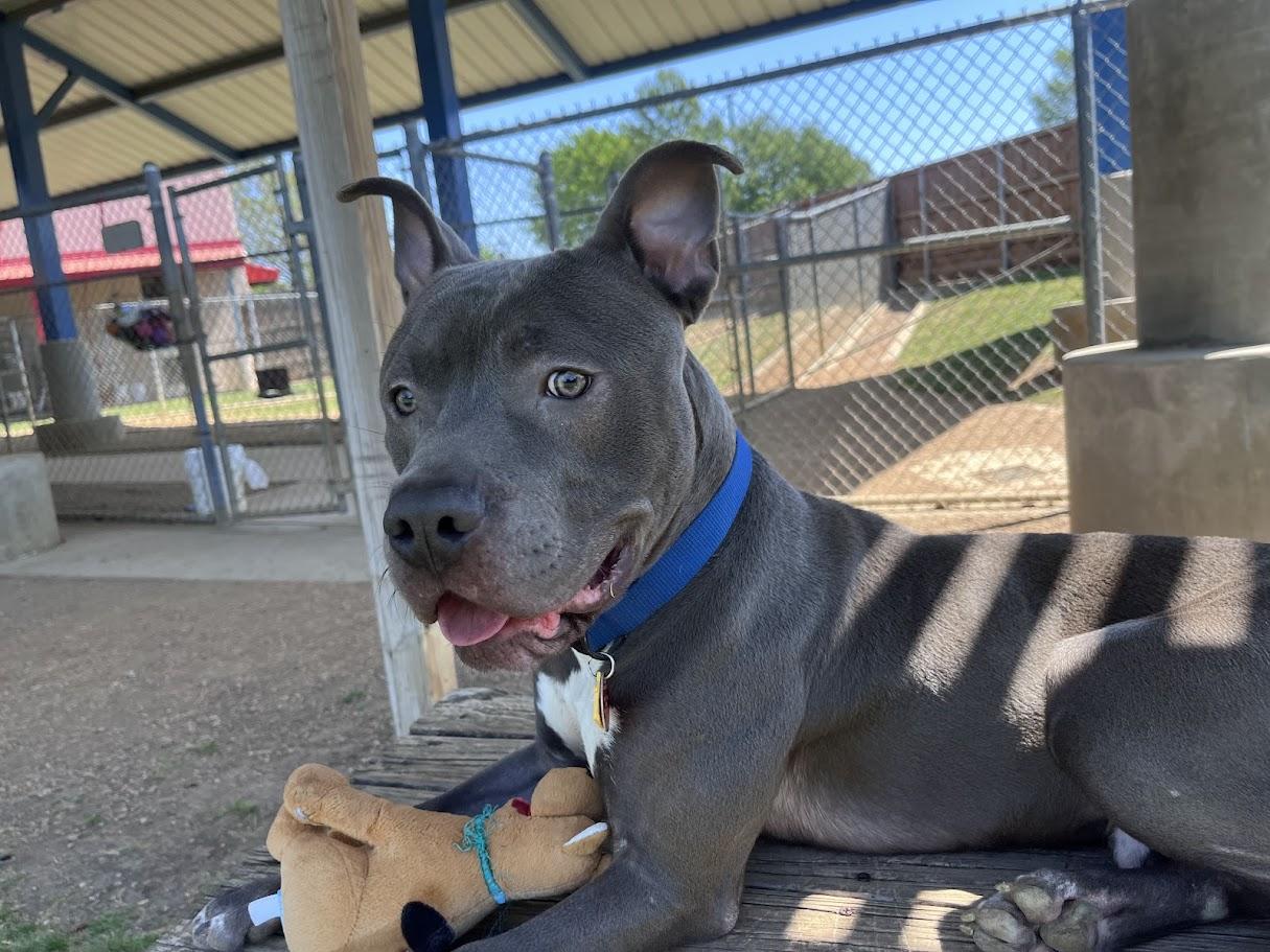 King* A216165, a ADOPTABLE mixed breed in Plano, TX image 6/6