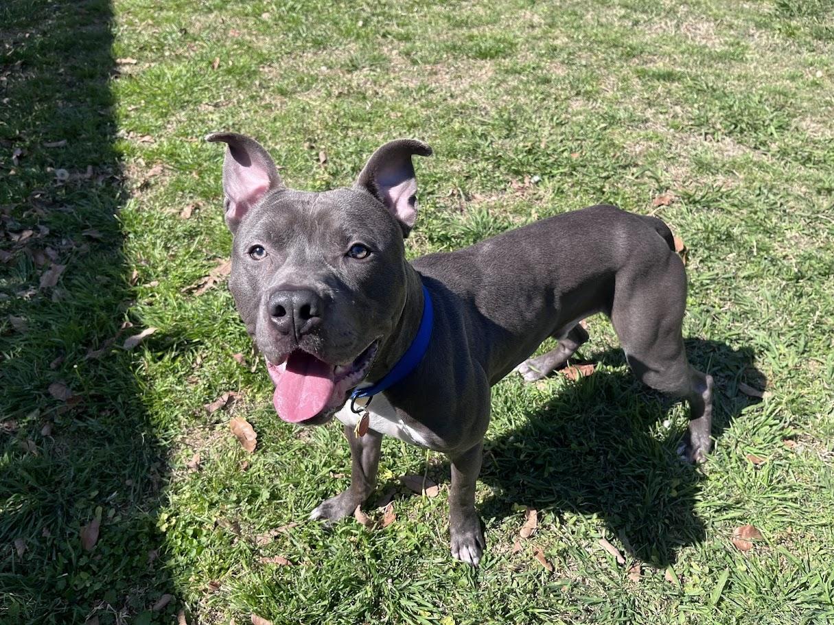King* A216165, a ADOPTABLE mixed breed in Plano, TX image 1/6