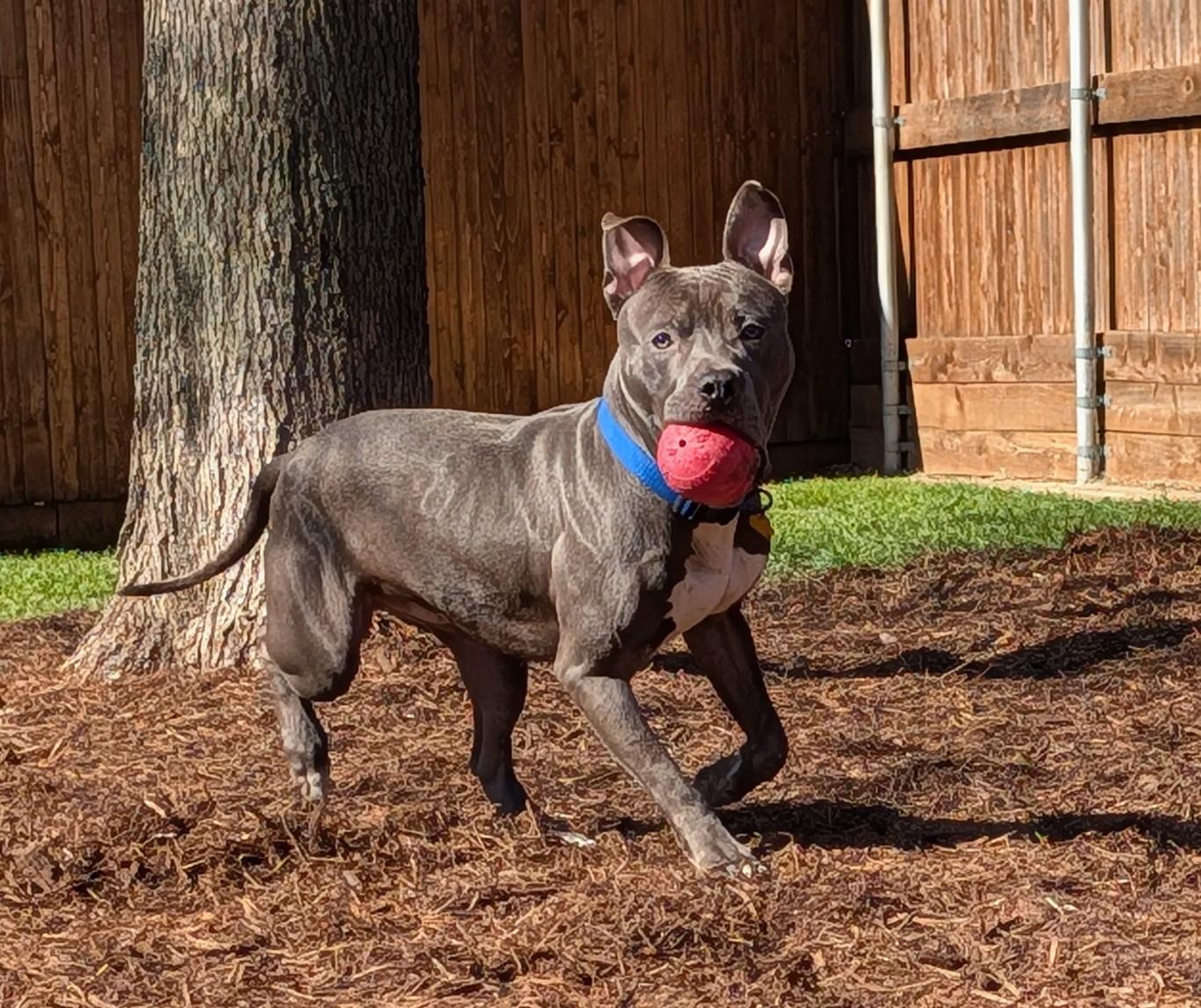King* A216165, a ADOPTABLE mixed breed in Plano, TX image 2/6