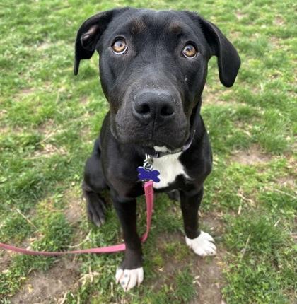 Enlarge Little Lady, an adopted Mixed Breed in Lansing, MI image 2/3