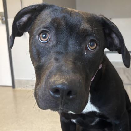 Little Lady, adopted, Adult Female Mixed Breed.