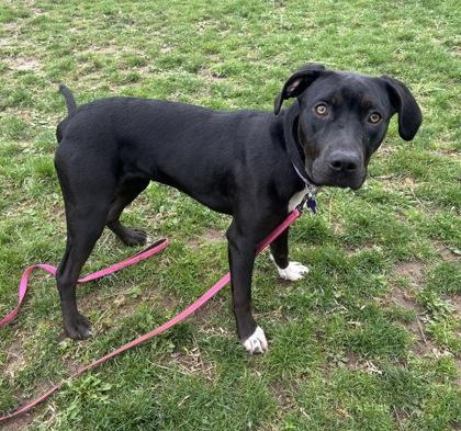 Enlarge Little Lady, an adopted Mixed Breed in Lansing, MI image 3/3