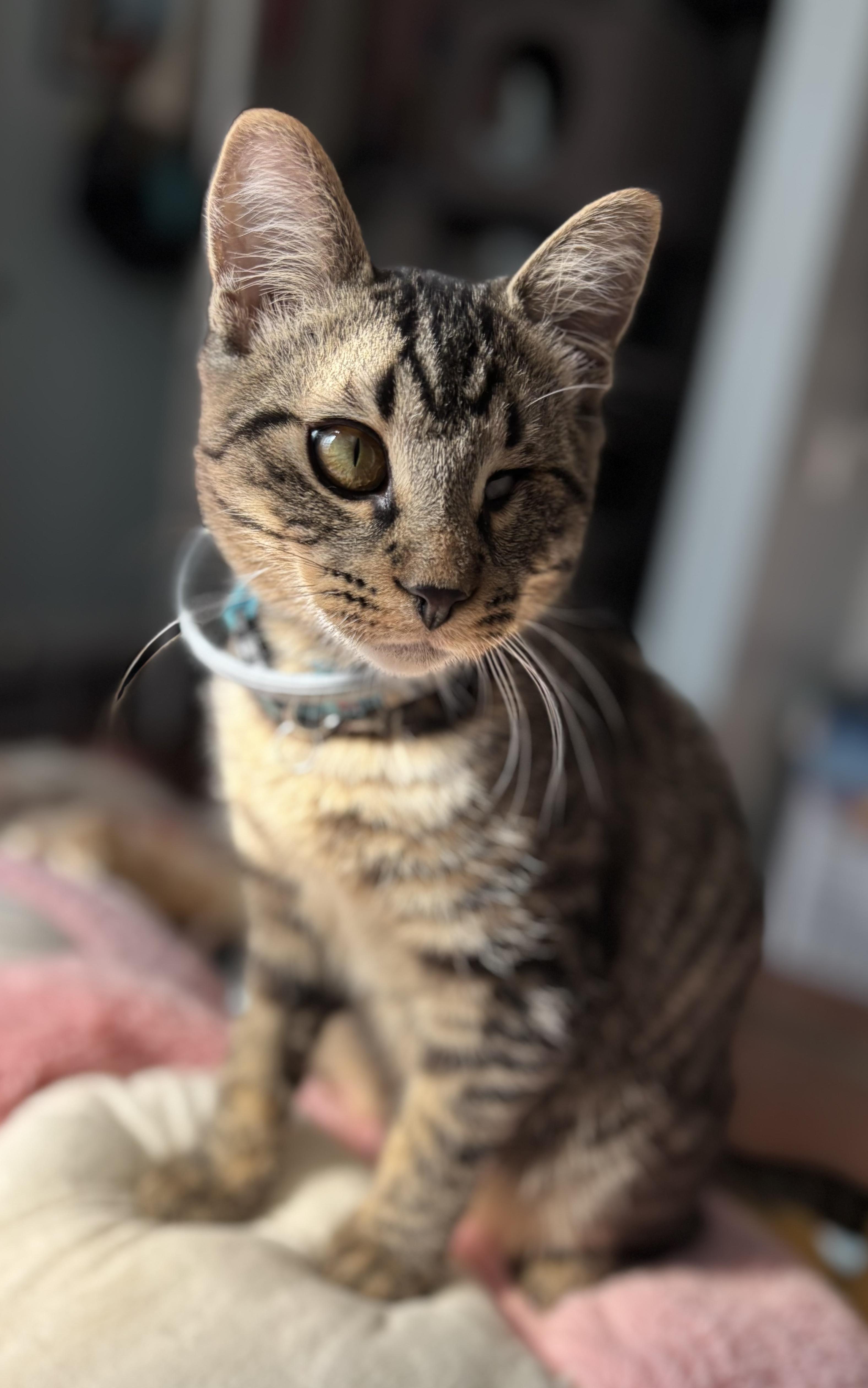 Enlarge Whiskers, a Adopted Domestic Short Hair in Sherman Oaks, CA image 2/3