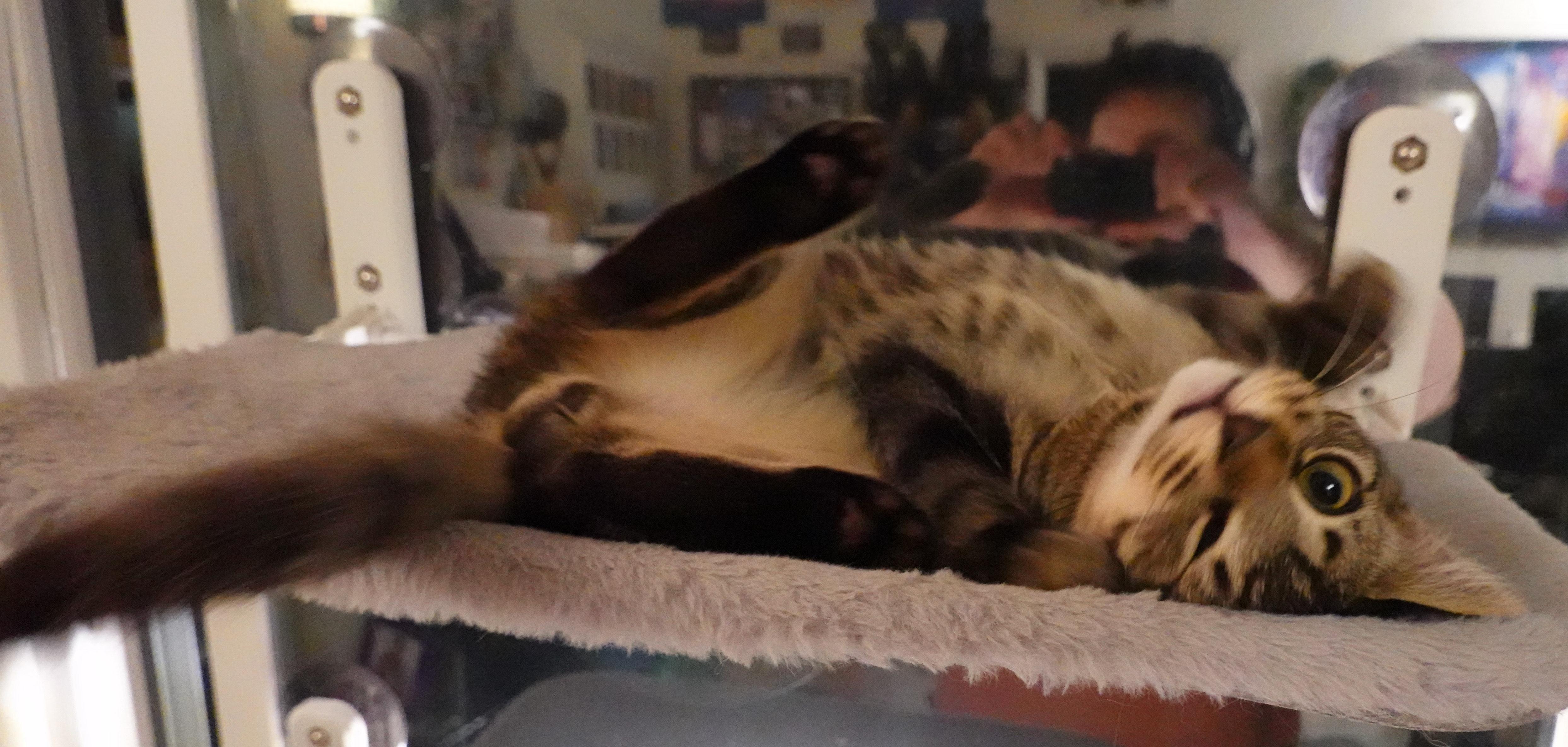 Enlarge Whiskers, a Adopted Domestic Short Hair in Sherman Oaks, CA image 3/3