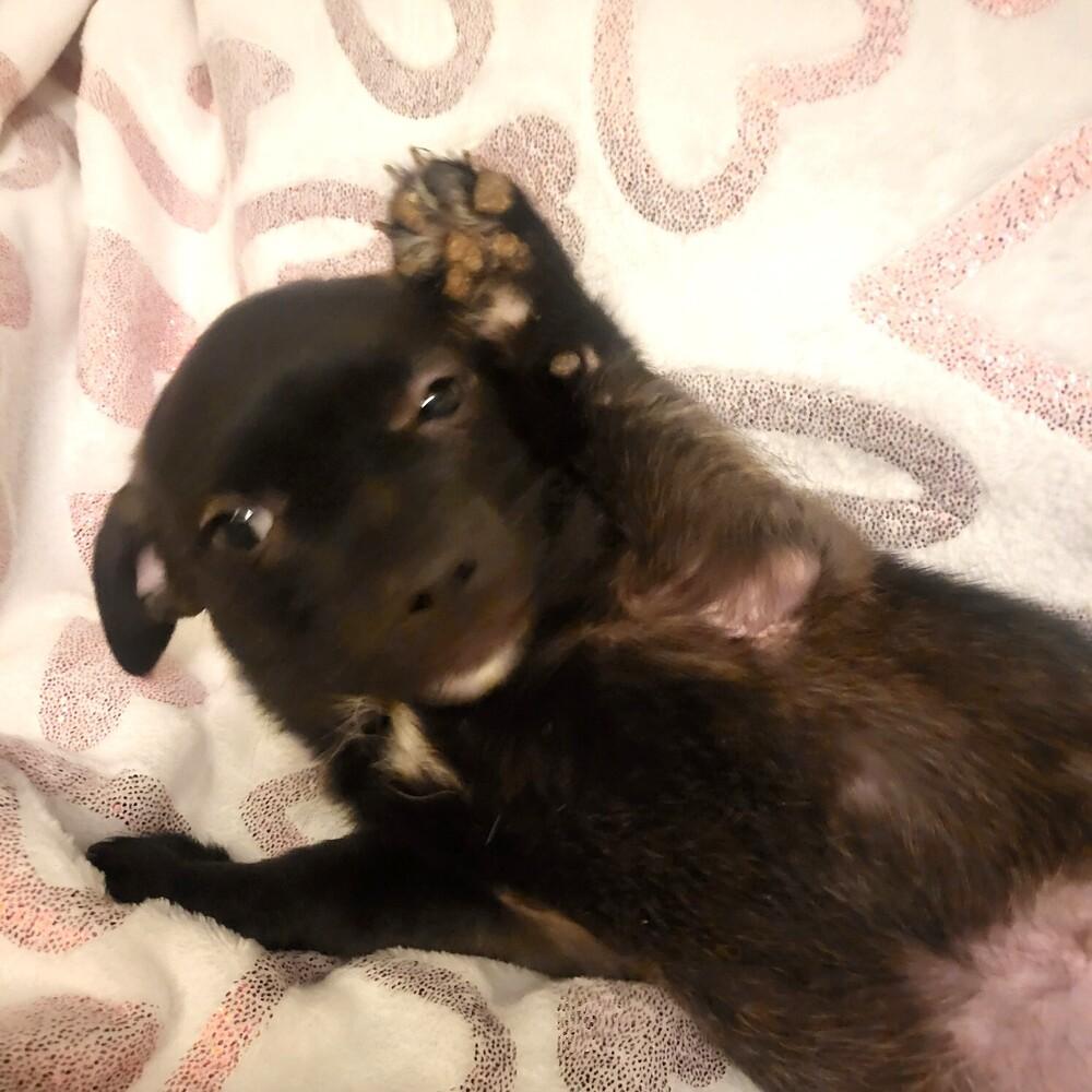 Enlarge Boo, a Adoptable mixed breed in Broomfield, CO image 1/1