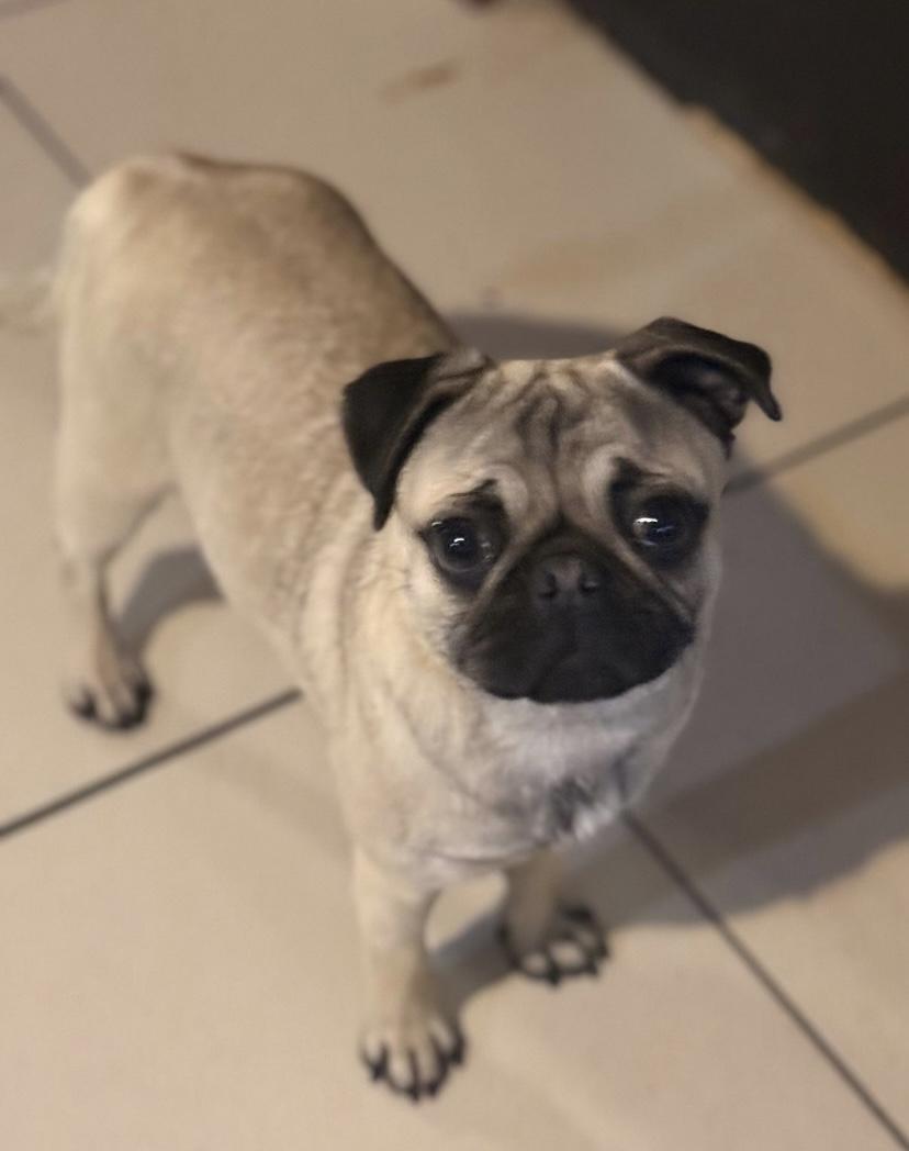 Esmie , ADOPTABLE, Puppy Female Pug.